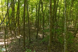 Olive Hill Tract 10