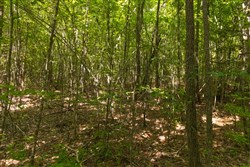 Olive Hill Tract 10