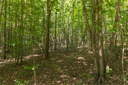 Olive Hill Tract 11