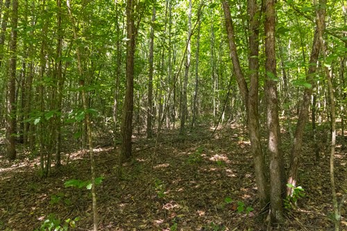 Olive Hill Tract 11