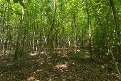 Olive Hill Tract 11
