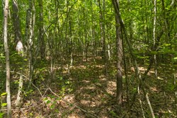 Olive Hill Tract 11