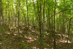 Olive Hill Tract 3