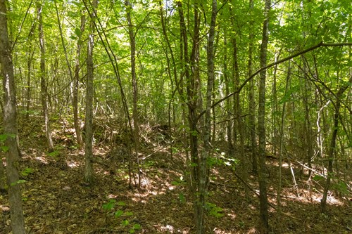 Olive Hill Tract 3