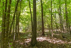 Olive Hill Tract 3