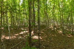 Olive Hill Tract 3