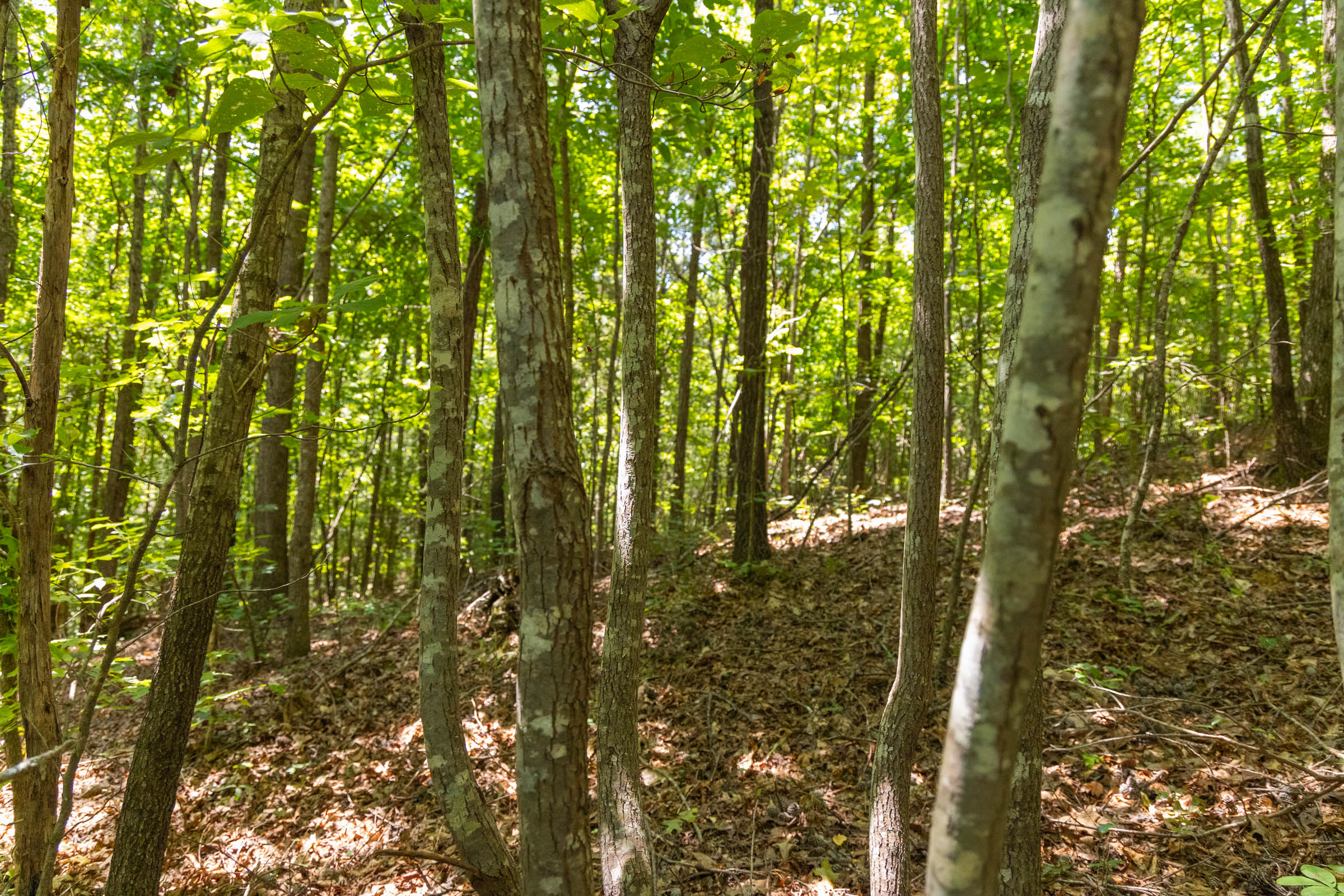 Tract 4 at Olive Hill in Lamar County, Alabama
