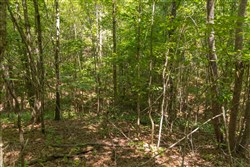 Olive Hill Tract 5