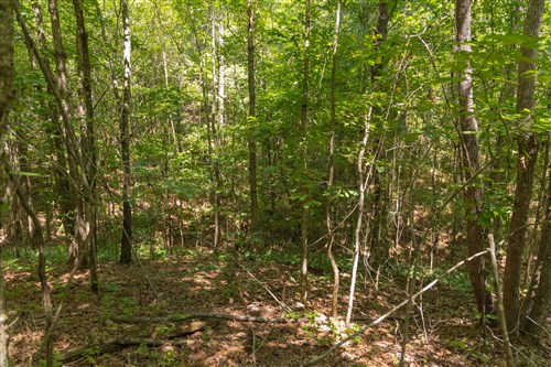 Olive Hill Tract 5