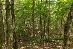 Olive Hill Tract 5