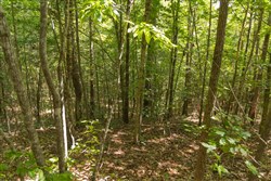 Olive Hill Tract 5