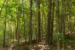 Olive Hill Tract 7