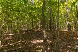 Olive Hill Tract 7