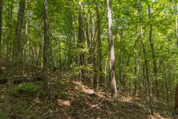 Olive Hill Tract 7