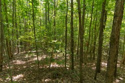 Olive Hill Tract 7