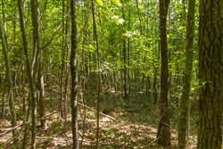 Olive Hill Tract 8