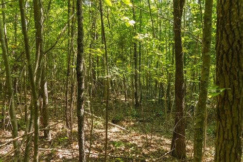Olive Hill Tract 8