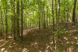 Olive Hill Tract 8