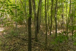 Olive Hill Tract 8