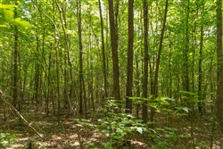 Olive Hill Tract 9