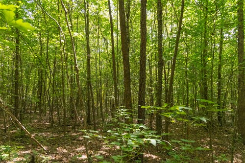 Olive Hill Tract 9