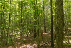 Olive Hill Tract 9
