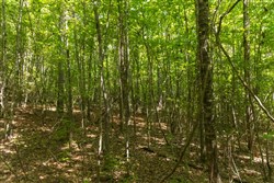 Olive Hill Tract 9