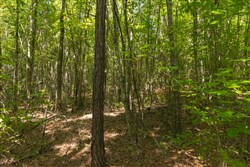 Olive Hill Tract 9