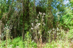 Willow Grove Tract 1