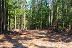 property photo for Willow Grove Tract 10, 6.1 acres for sale in Lamar County, Alabama