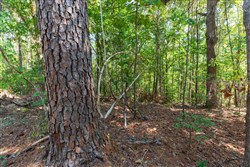 property photo for Willow Grove Tract 10, 6.1 acres for sale in Lamar County, Alabama