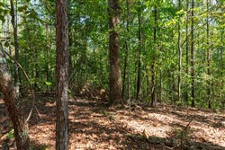 property photo for Willow Grove Tract 10, 6.1 acres for sale in Lamar County, Alabama
