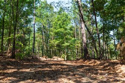 property photo for Willow Grove Tract 10, 6.1 acres for sale in Lamar County, Alabama