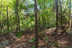 property photo for Willow Grove Tract 10, 6.1 acres for sale in Lamar County, Alabama