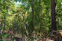 property photo for Willow Grove Tract 10, 6.1 acres for sale in Lamar County, Alabama