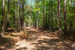 property photo for Willow Grove Tract 11, 5.08 acres for sale in Lamar County, Alabama