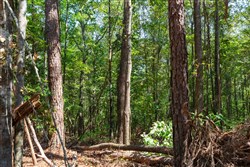 property photo for Willow Grove Tract 11, 5.08 acres for sale in Lamar County, Alabama