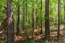 property photo for Willow Grove Tract 11, 5.08 acres for sale in Lamar County, Alabama