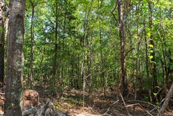 property photo for Willow Grove Tract 11, 5.08 acres for sale in Lamar County, Alabama