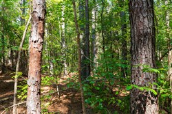 property photo for Willow Grove Tract 11, 5.08 acres for sale in Lamar County, Alabama