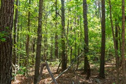 property photo for Willow Grove Tract 11, 5.08 acres for sale in Lamar County, Alabama