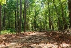 Willow Grove Tract 12