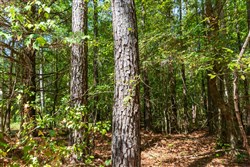 Willow Grove Tract 12