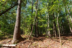 Willow Grove Tract 12