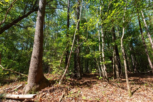 Willow Grove Tract 12