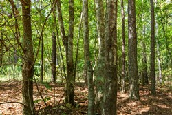 Willow Grove Tract 12