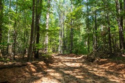 property photo for Willow Grove Tract 13, 5.29 acres for sale in Lamar County, Alabama