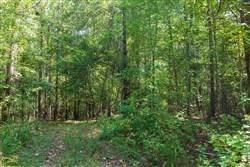 property photo for Willow Grove Tract 13, 5.29 acres for sale in Lamar County, Alabama
