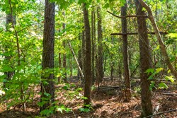property photo for Willow Grove Tract 13, 5.29 acres for sale in Lamar County, Alabama