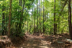 property photo for Willow Grove Tract 13, 5.29 acres for sale in Lamar County, Alabama
